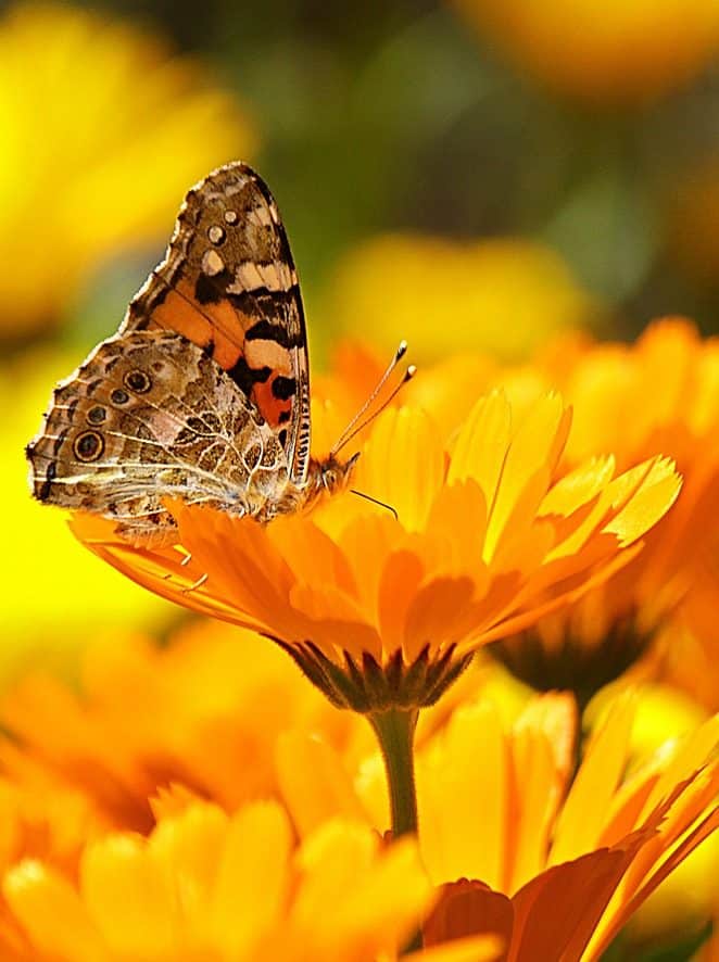 Do Marigolds Attract Bees, Wasps, Butterflies and Slugs?