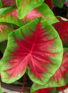 A caladium