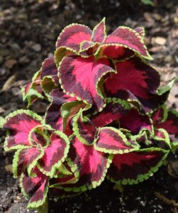 A coleus