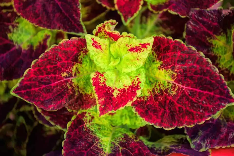 A coleus on the article House Plants with Red and Green Leaves