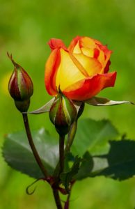 A rose