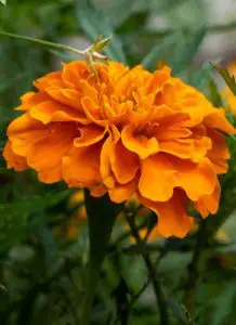 A marigold