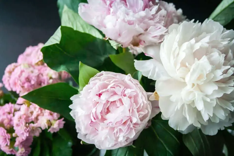 Pink and white flowers on the article 10 Flowers That Look Like Peonies