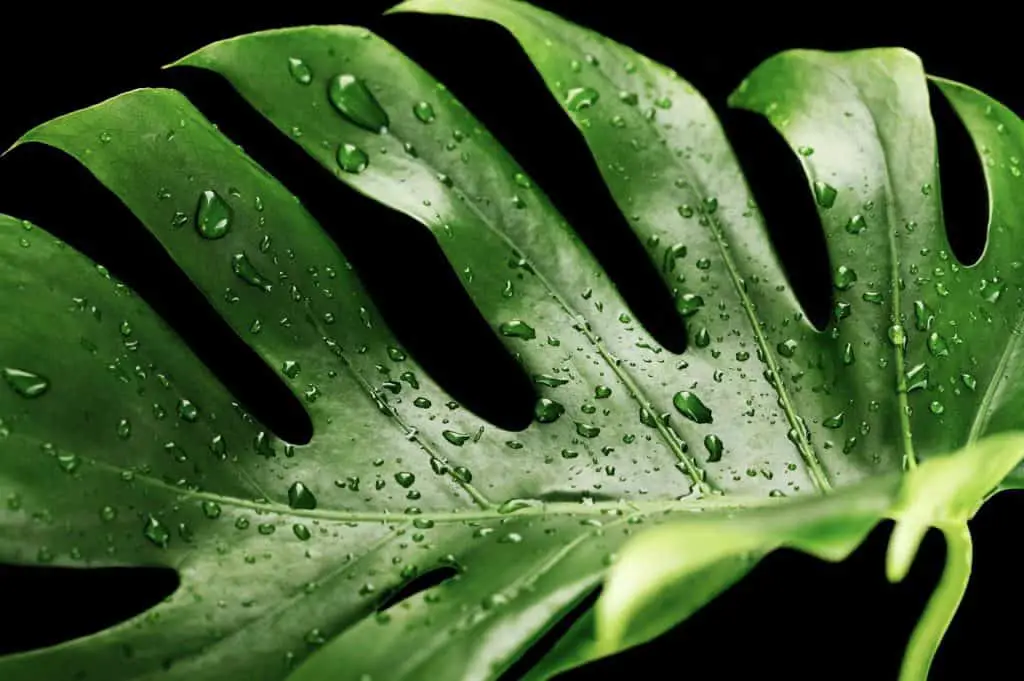 A monstera on the article Does a Monstera like Direct Sunlight