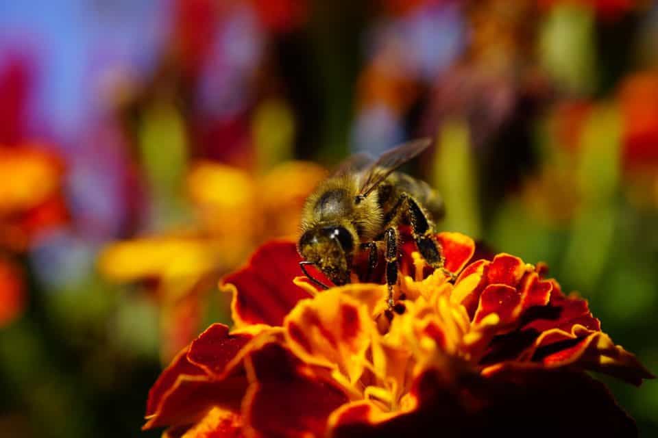 A bee on a marigold on the article Do Marigolds Attract Bees