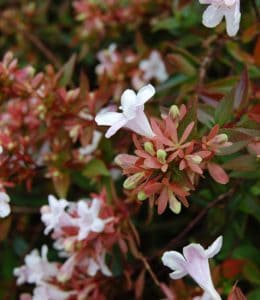 Winter jasmine