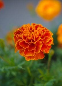 A marigold