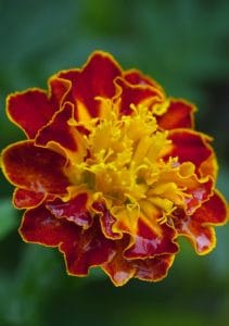 A marigold