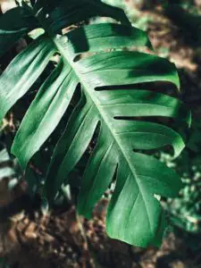 A monstera leaf