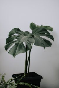 A monstera plant