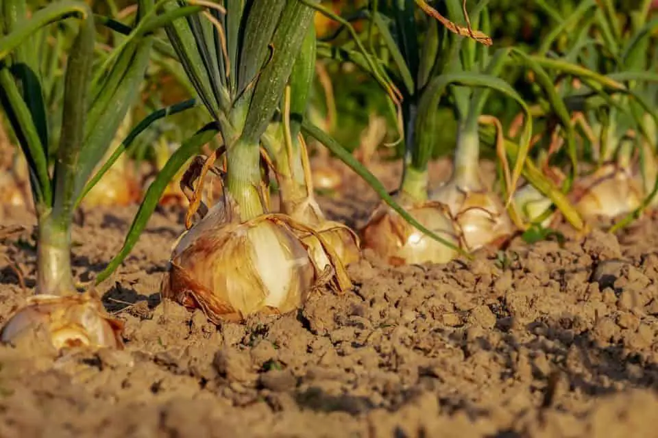 Lots of onions on the article Do Onions Grow Underground