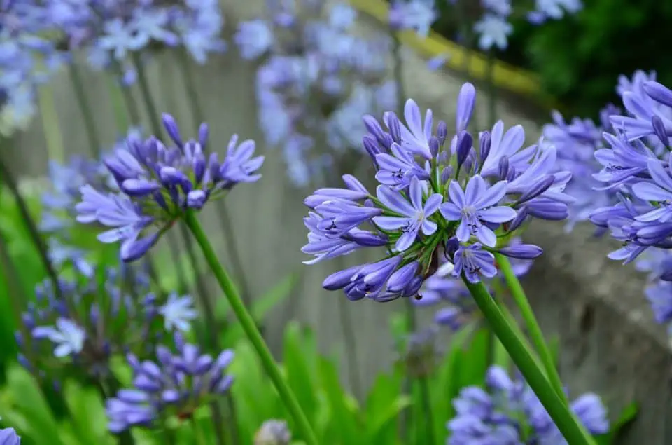 An agapanthus on the article Planting Combinations With Agapanthus