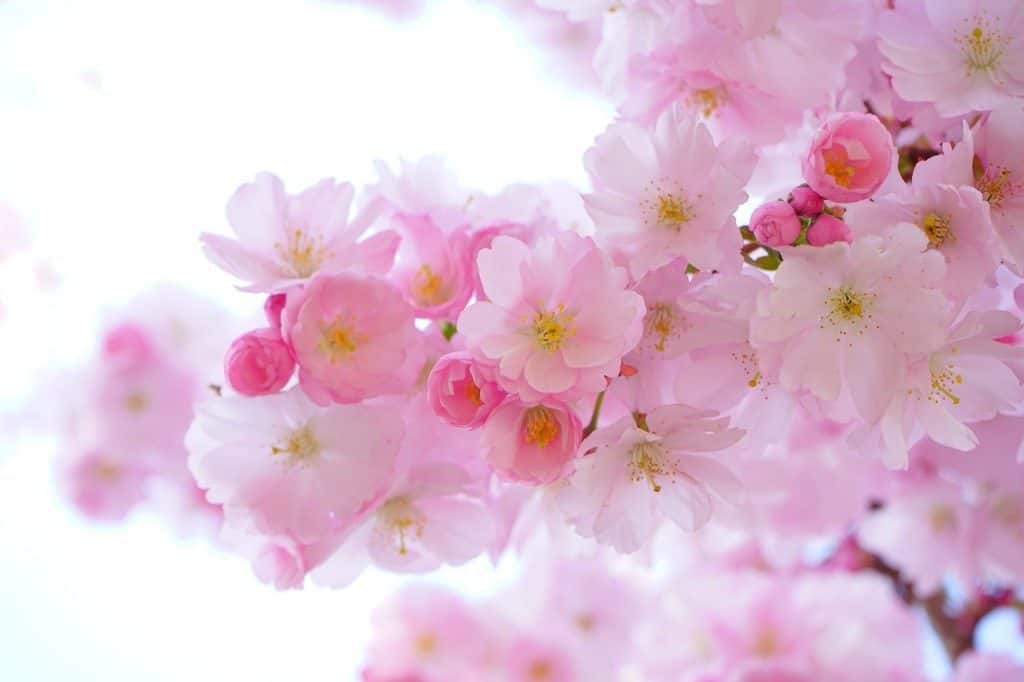 Pink blossom on the article What Flowers Only Bloom Once a Year