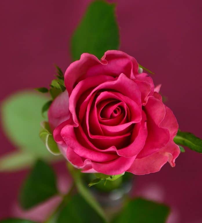 My Image 18