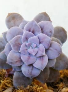 A purple succulent