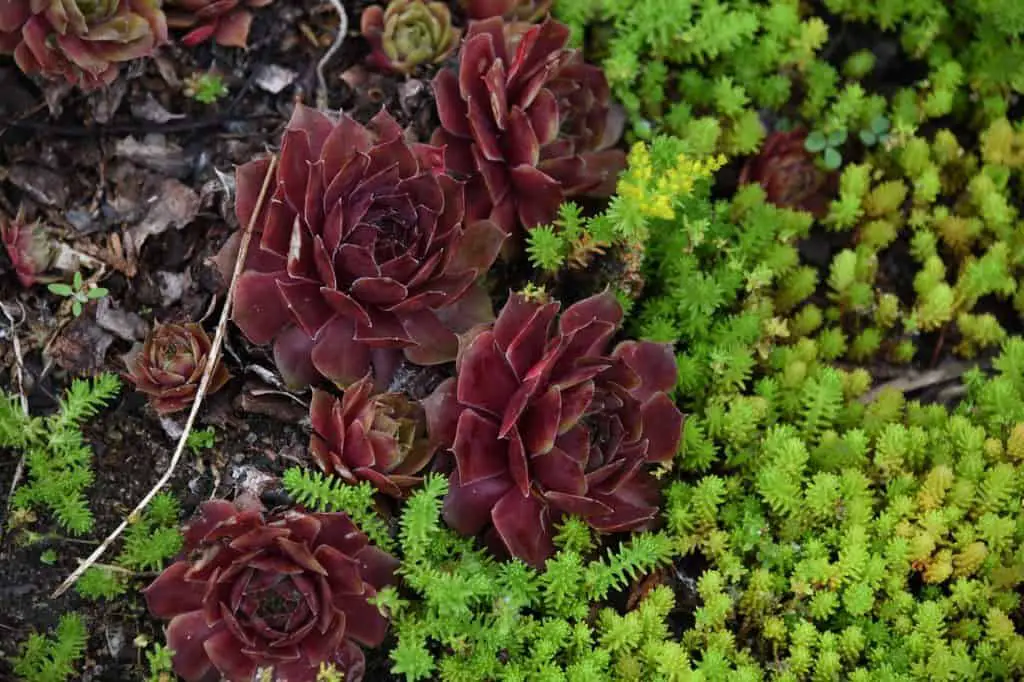 A purple succulent on the article Why is my Succulent Turning Purple