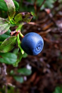 A Blueberry