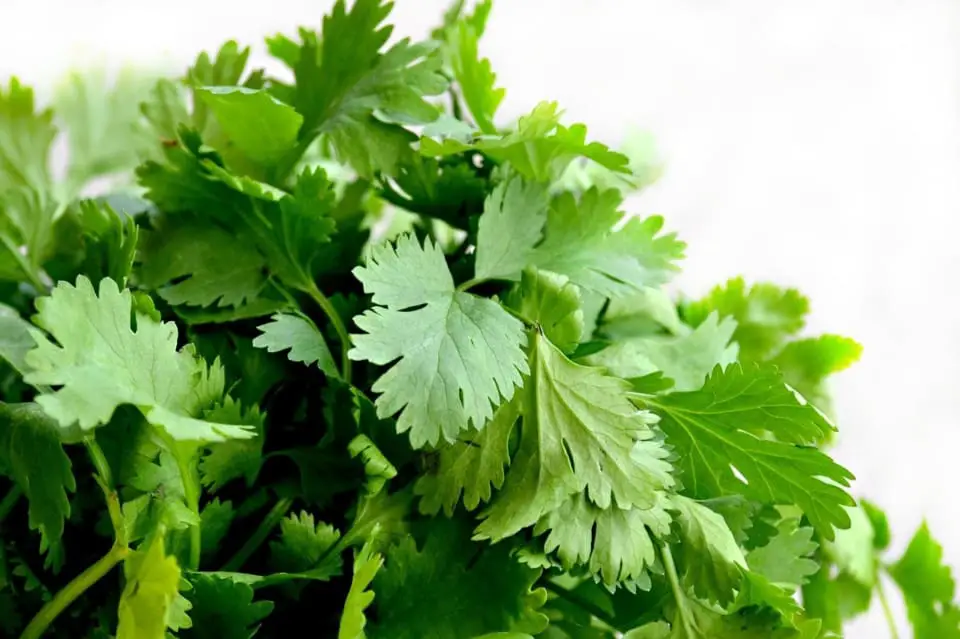 Cilantro on the article How Often Should you Water Cilantro