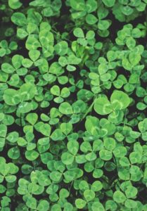 Green clovers