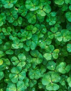 Green clovers