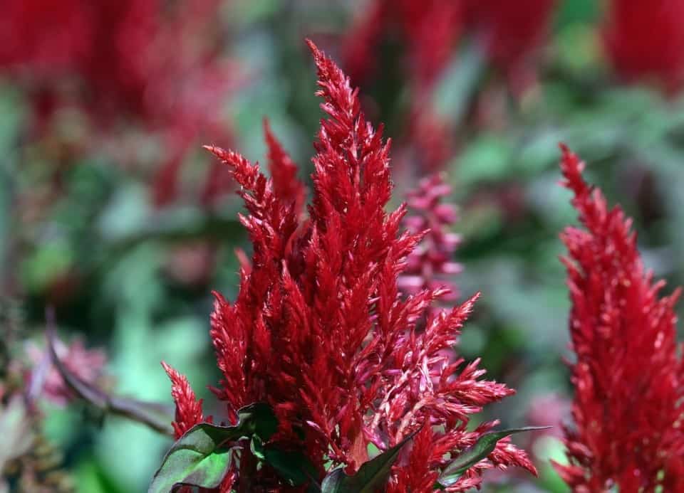 Is Celosia Dragon's Breath an Annual or Perennial?