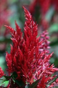 A celosia dragon's breath on the article Is Celosia Dragon's Breath an annual or perennial