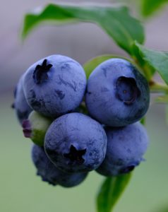 Blueberries