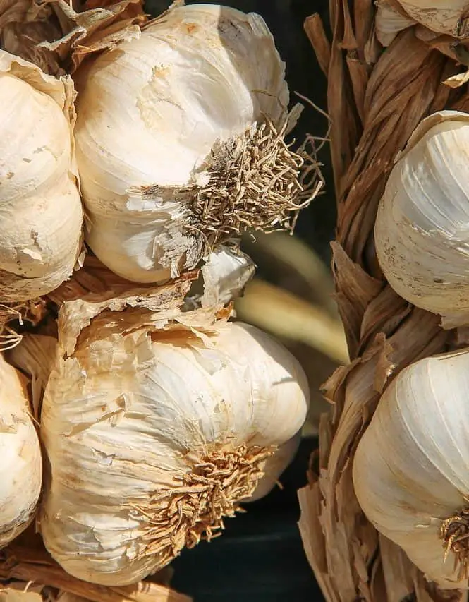 How To Plant Garlic In Colorado A How to Guide & More