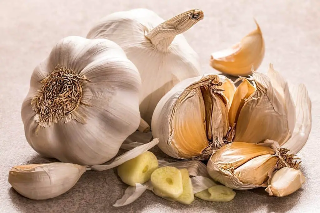 Garlic on the articl How To Plant Garlic In Colorado