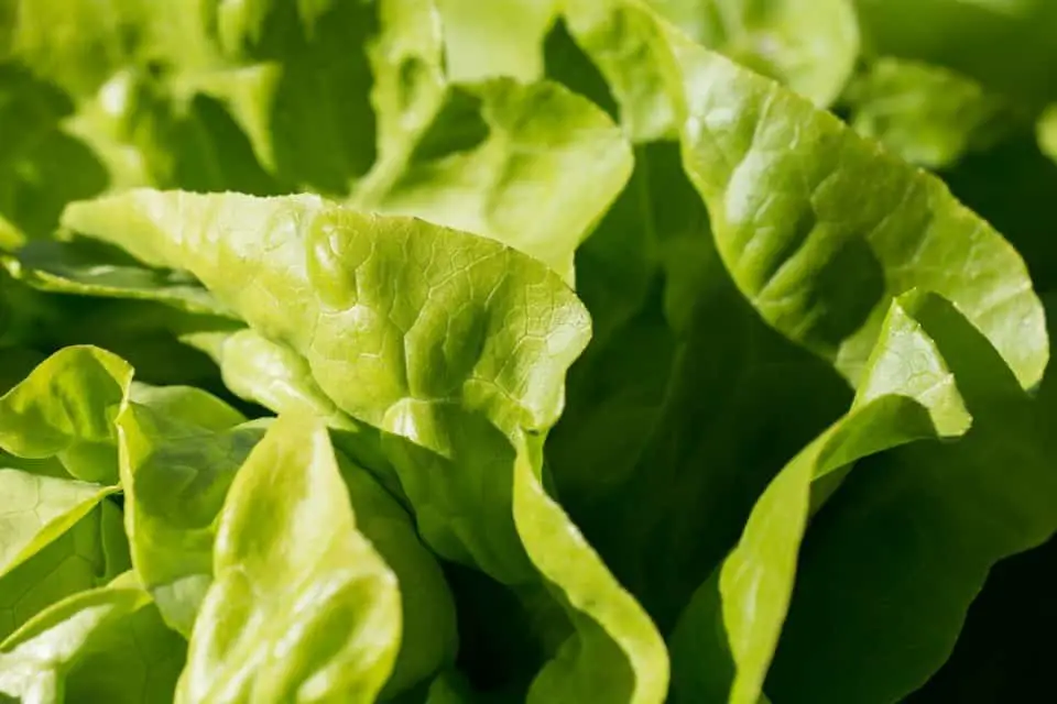 Lettuce leaves on the article How Much Sun Does Lettuce Need