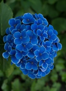 Blue hydrangea