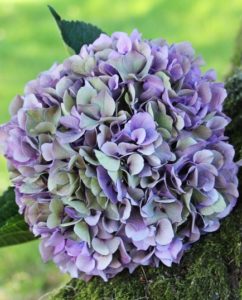 Purple hydrangea