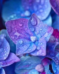 Purple and blue hydrangea