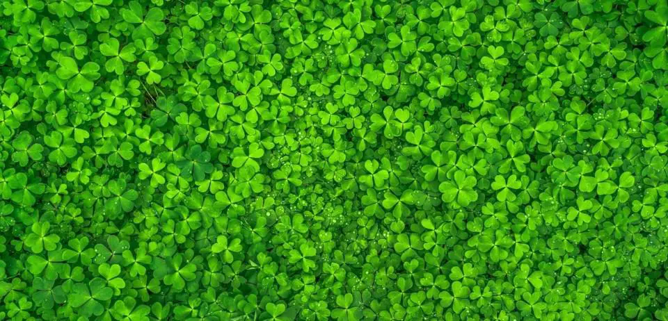 Lots of green clovers on the article Planting Clovers in Spring