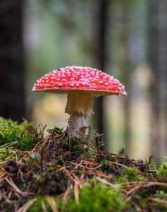 A red mushroom