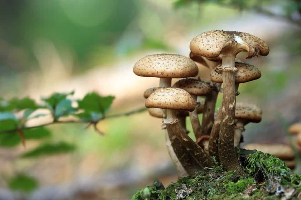 Mushrooms on the article How Fast do Mushrooms Grow