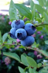 Blue blueberries