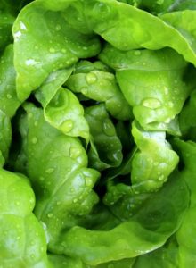 A green lettuce