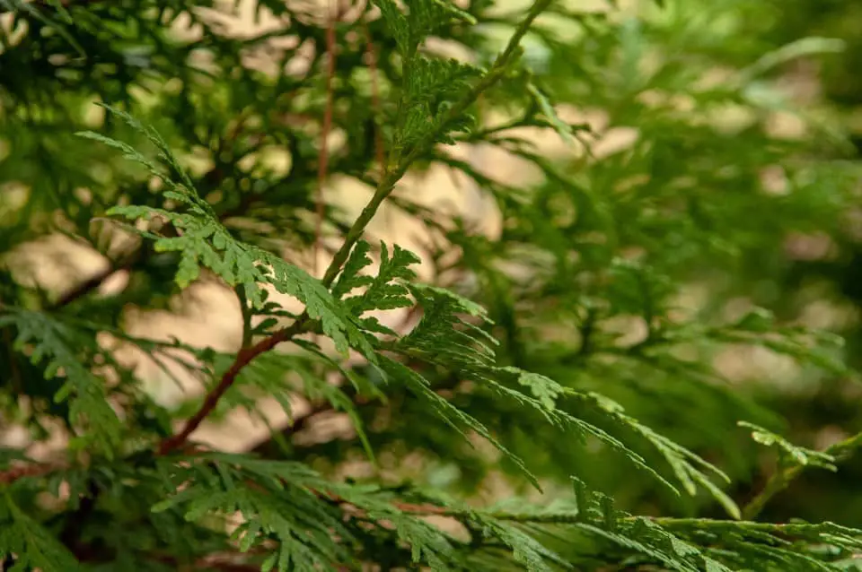 A Arborvitae on the article How to Use an Arborvitae in Your Landscaping