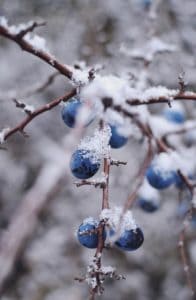 Frozen blueberries