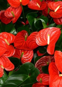 An anthurium