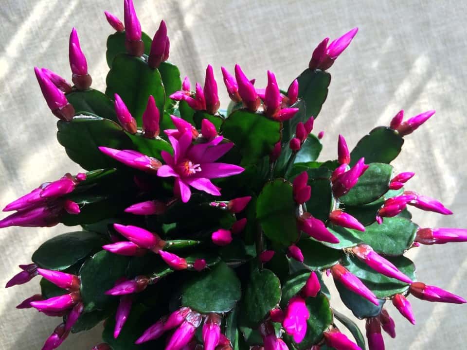 A christmas cactus on the article How to Propagate a Christmas Cactus