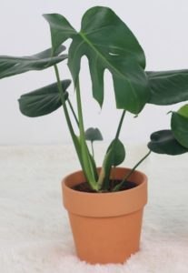 A green monstera