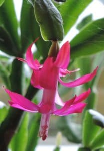 A Christmas cactus