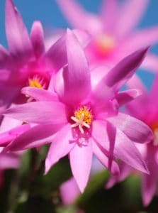 A Christmas cactus