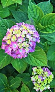 Beautiful pink and yellow flower