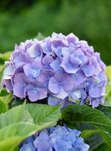 A purple hydrangea