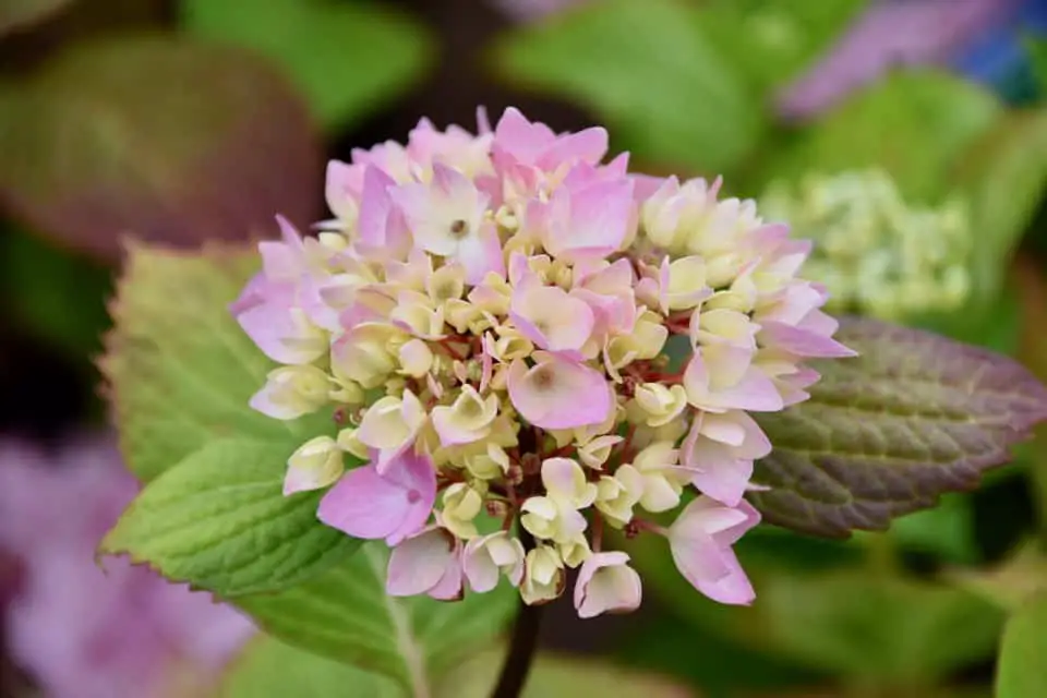 A pink and yellow hydrangea on the article Why Does My Hydrangea Have Small Flowers