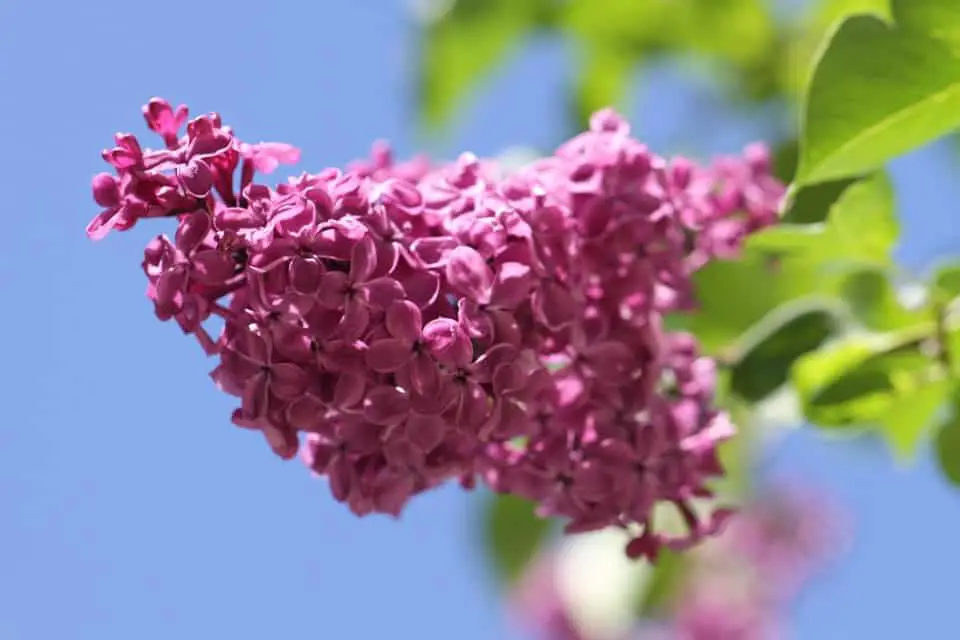 A lilac flower on the article Hydrangea vs Lilacs - A Detailed Comparison Guide