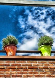 Potted plants